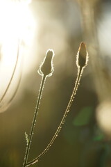 Closed dandelion flowers grow in the field with warm sunset light.