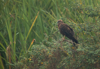 Eurasian Marsh harrier perched on a tree at Bhigwan bird sanctuary, India