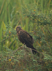 Eurasian Marsh harrier in green,  Bhigwan bird sanctuary, Maharashtra, India