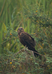 Eurasian Marsh harrier perched on a tree at Bhigwan bird sanctuary, Maharashtra