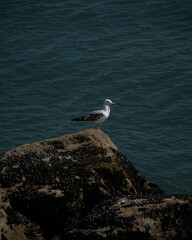 seagull