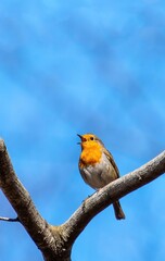 Robin on a Tree branch, blue background