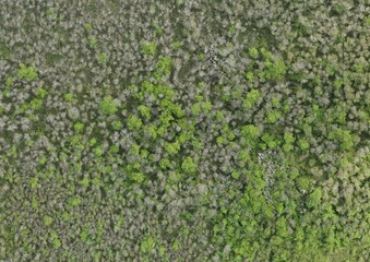 Top View Aerial Photograph of Forest