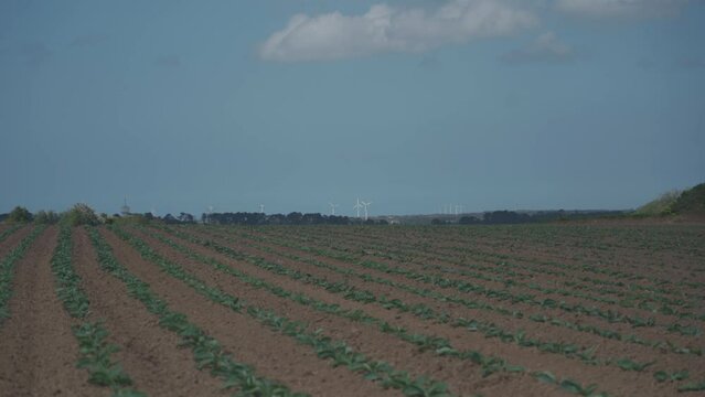 Cabbage cultivated fields in Bretagne in French countryside. View of a green cabbage patch field in Brittany, France. White cabbage, cabbage field, vegetable. Brassica oleracea var. capitata f. alba.
