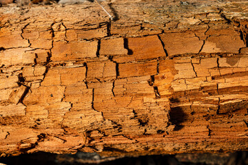 Old cracked tree stump. Old wood texture