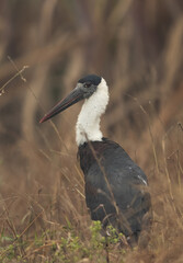 Woolly-necked stork at Bhigwan bird sanctuary Maharashtra