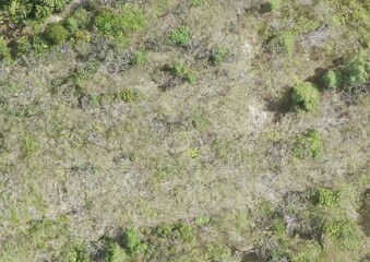Top View Aerial Photograph of Forest