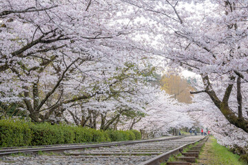 Fototapeta premium 蹴上インクラインの桜