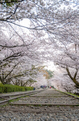 蹴上インクラインの桜