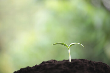Small young green plants growing