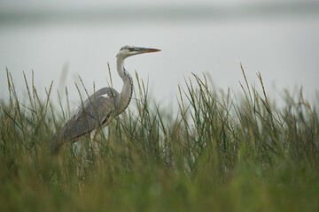Grey heron in the tall grasses at Bhigwan bird sanctuary, India
