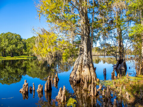 Cypress trees in water in Lettuce Lake Park in Hillsborough County in Tampa Florida USA