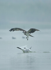 Osprey charging a seagull at Bhigwan bird sanctuary, Maharashtra