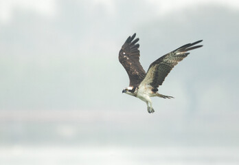 Osprey takeoff at Bhigwan bird sanctuary, Maharashtra