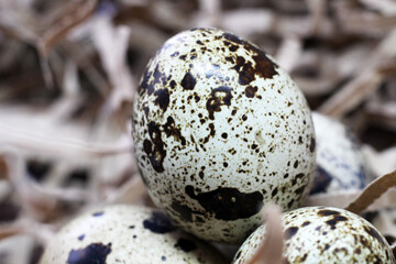 Quail egg on a plastic stand