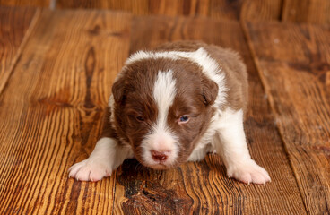 szczeniaki border collie © marekka