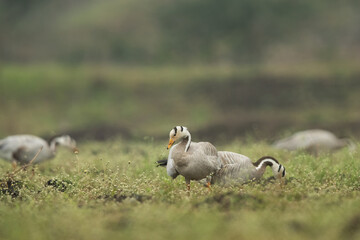Bar-headed goose feeding at Bhigwan bird sanctuary, India