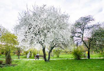 lonely man on a bench with spring blooming apple trees in the park in springtime