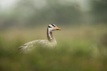 Bar-headed goose with forground blur at Bhigwan bird sanctuary, India