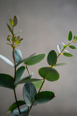 Natural eucalyptus plant twigs. Home interior flowers, minimalist stillife concept