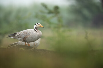 Bar-headed goose at Bhigwan bird sanctuary, India