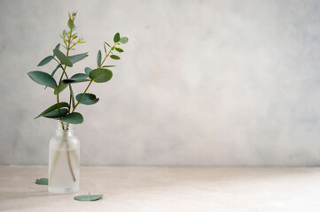 Natural eucalyptus plant twigs in glass vase bottle. Home interior flowers, minimalist stillife...
