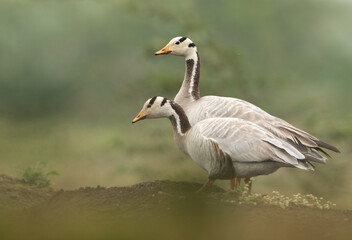 A pair of Bar-headed goose at Bhigwan bird sanctuary, India
