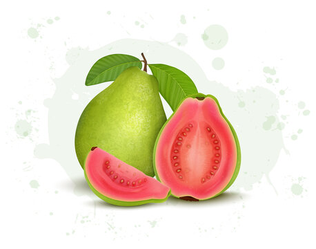 Green Guava vector illustration with half piece of Guava and guava slices with green leaves