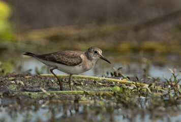 Temminck's stintat Bhigwan bird sanctuary, Maharashtra, India