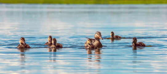 duck with ducklings on a blue lake - Powered by Adobe