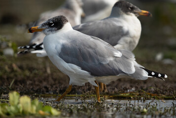 Pallas’s gulls at Bhigwan bird sanctuary, India