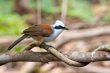 Image of White-crested Laughingthrush Bird on a tree branch on nature background. Animals.