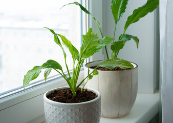 Indoor flowers - spathiphyllums. Side view, up close. selective focus