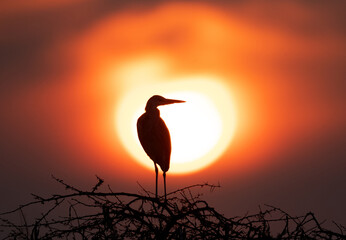 Silhouette of grey heron during sunset at Bhigwan bird sanctuary Maharashtra