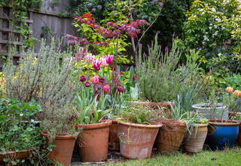 Slightly neglected, overgrown, secluded, messy suburban garden with plant pots, tulips, shrubs, flowers and greenery. Photographed in Pinner, northwest London UK.