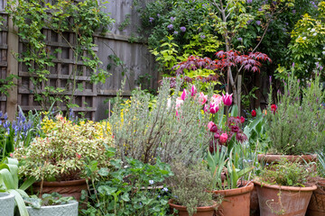 Slightly neglected, overgrown, secluded, messy suburban garden with plant pots, tulips, shrubs,...
