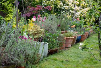 Fototapeta premium Slightly neglected, overgrown, secluded, messy suburban garden with plant pots, tulips, shrubs, flowers and greenery. Photographed in Pinner, northwest London UK.