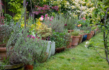 Slightly neglected, overgrown, secluded, messy suburban garden with plant pots, tulips, shrubs, flowers and greenery. Photographed in Pinner, northwest London UK.