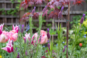 Untidy suburban garden with tulips, shrubs, flowers and greenery. Photographed in Pinner, northwest London UK.