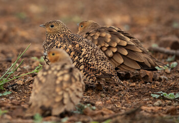 Selective focus on the middle chestnut-bellied sandgrouse at Bhigwan bird sanctuary, India
