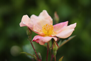 Fototapeta premium Maggio: fioritura di rose canine spontanee a fiori semplici, dettaglii di fiori in primo piano