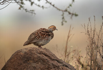 Grey francolin on the rock at Bhigwan bird sanctuary, India