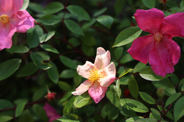 Maggio: fioritura di rose canine spontanee a fiori semplici, dettaglii di fiori in primo piano
