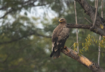 Tawny eagle perched on a tree at Bhigwan bird sanctuary, Maharashtra, India