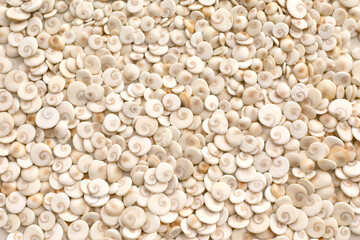 Light eye of shiva shell background