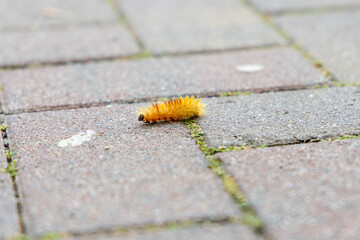 the caterpillar of the maple owl, Acronicta aceris, on a footpath.