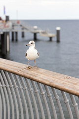 A seagull sits on the railing of the new pier in Koserow on the island of Usedom..