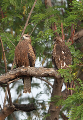 Black kites perched on a tree at Bhigwan bird sanctuary, Maharashtra, India