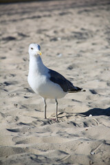 Larus argentatus. Silver gull on the seashore. Gull