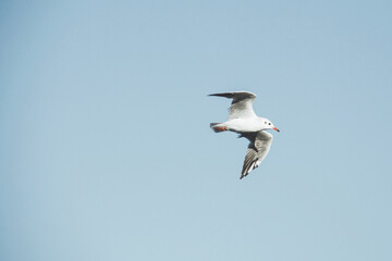 Seagull flies in the sky. Bird in the sky
